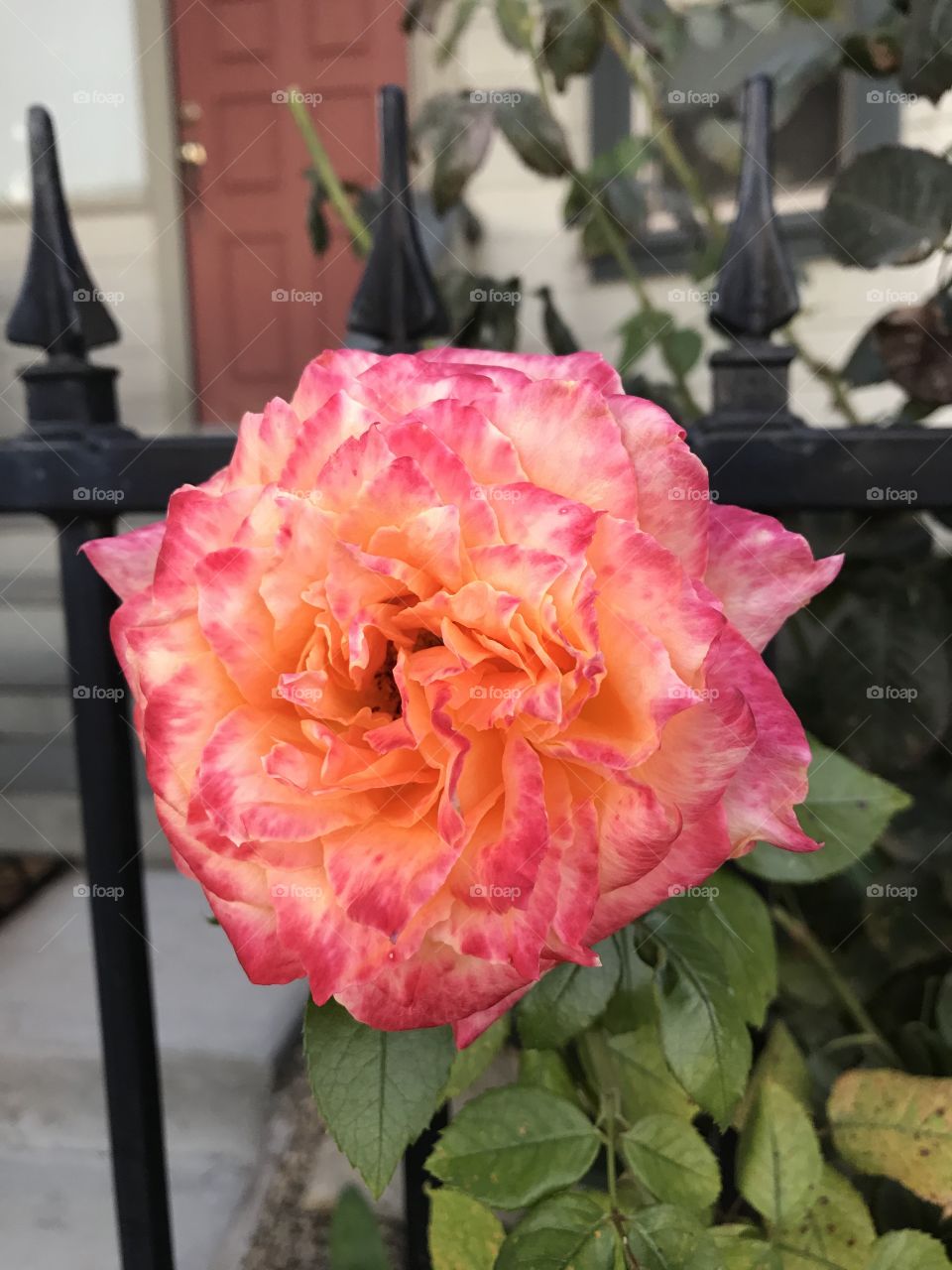 Garden rose orange and pink