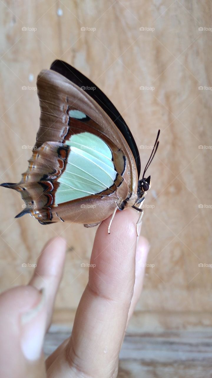 Beautiful butterfly perched on the tip of the finger