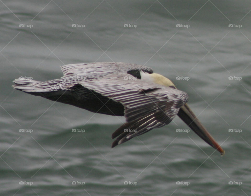 Pelican