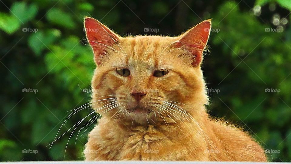 orange tabby cat looking at camera outside