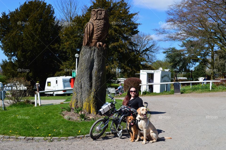 Wheelchair dog walks 