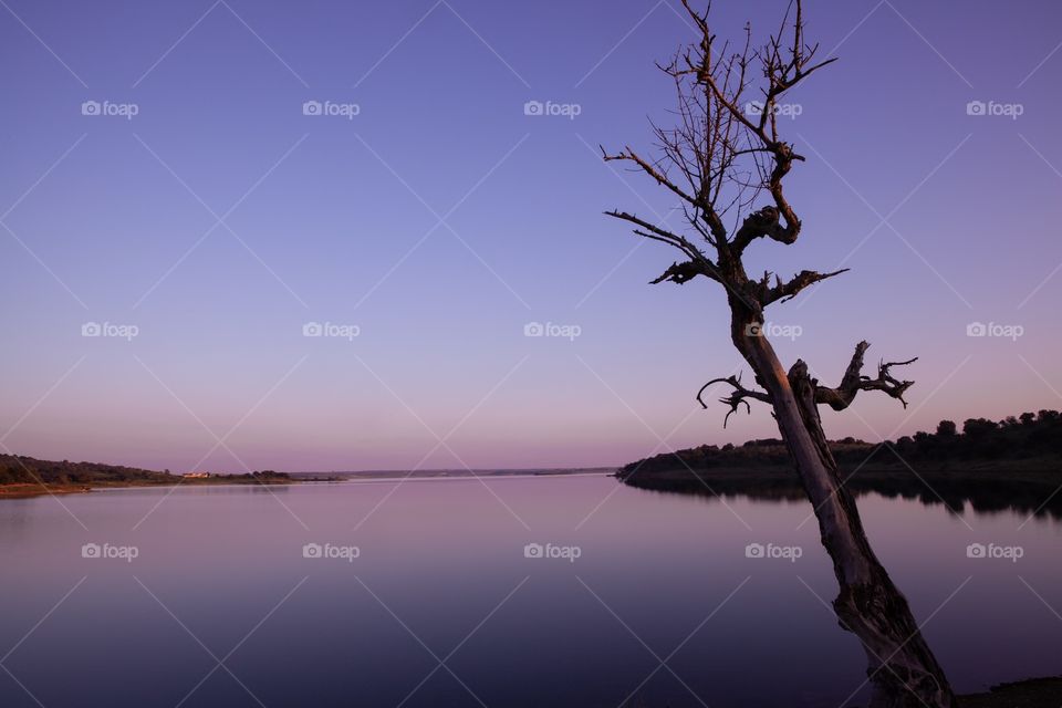 Silhouette of Weathered tree  at the lake 