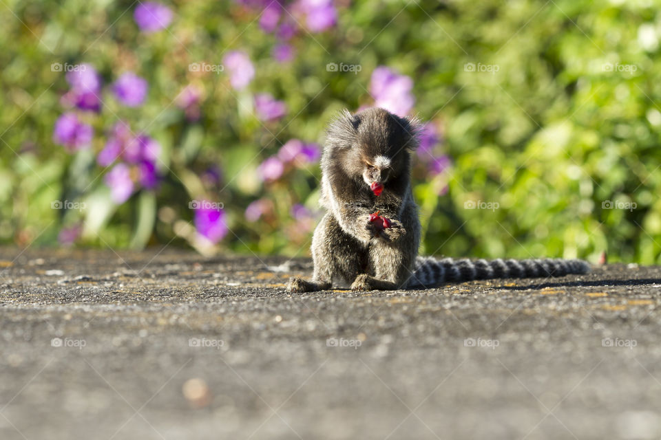 Little monkey in Rio de Janeiro Brazil ( Callithrix penicillata).
