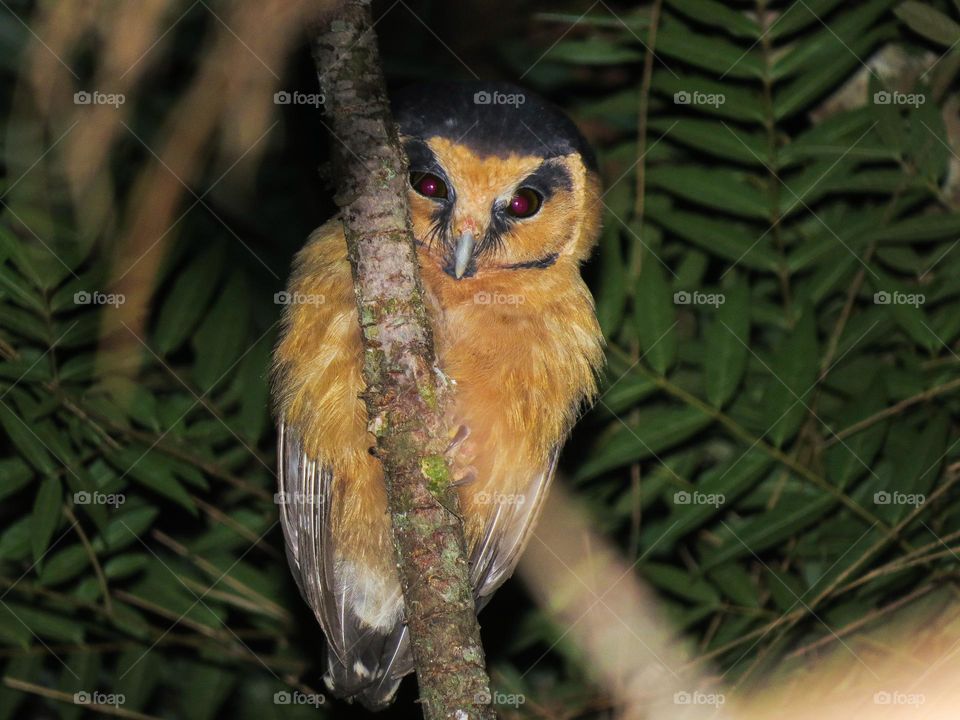 Rara coruja Caburé Acanelado posando para as câmeras