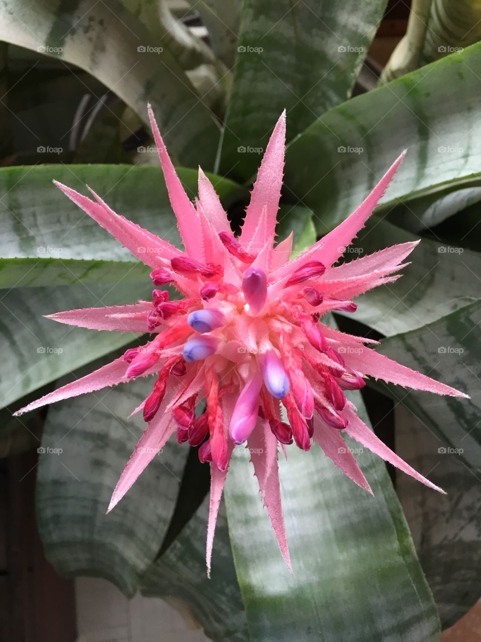 A beautiful bromeliad. 