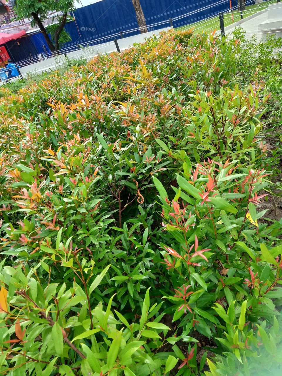 PHOTO OF THE YEAR :PLANTS, WITH ORANGE TINY FLOWER