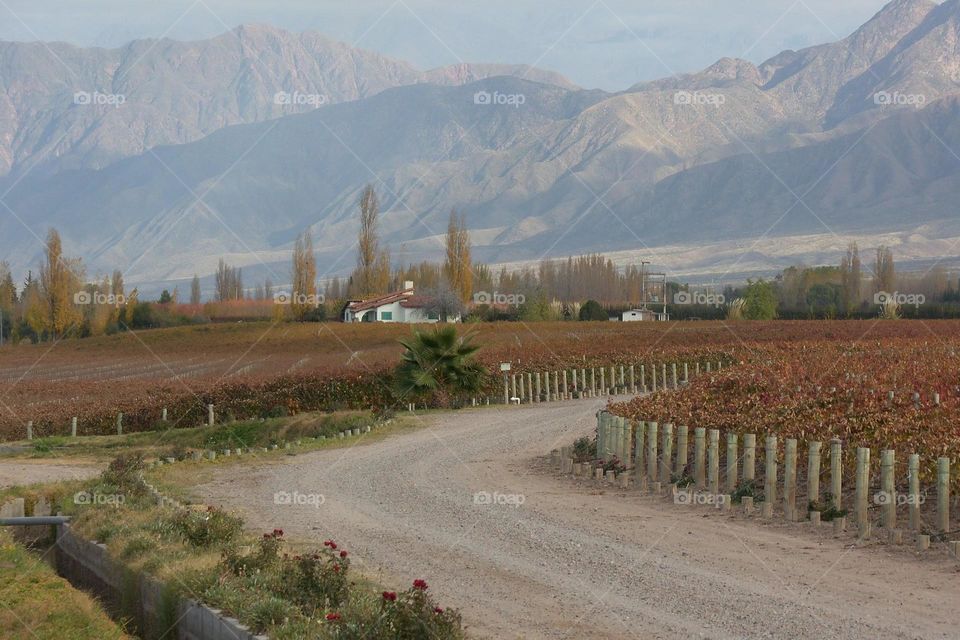 viñas en otoño en Mendoza