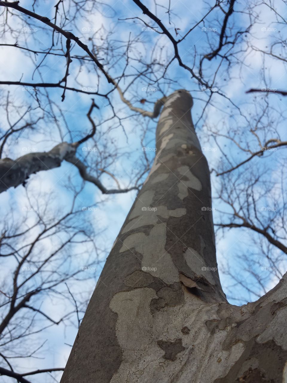 February Woodland Views