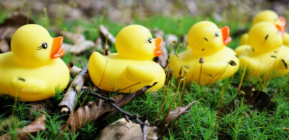 Rubber ducks on a walk.