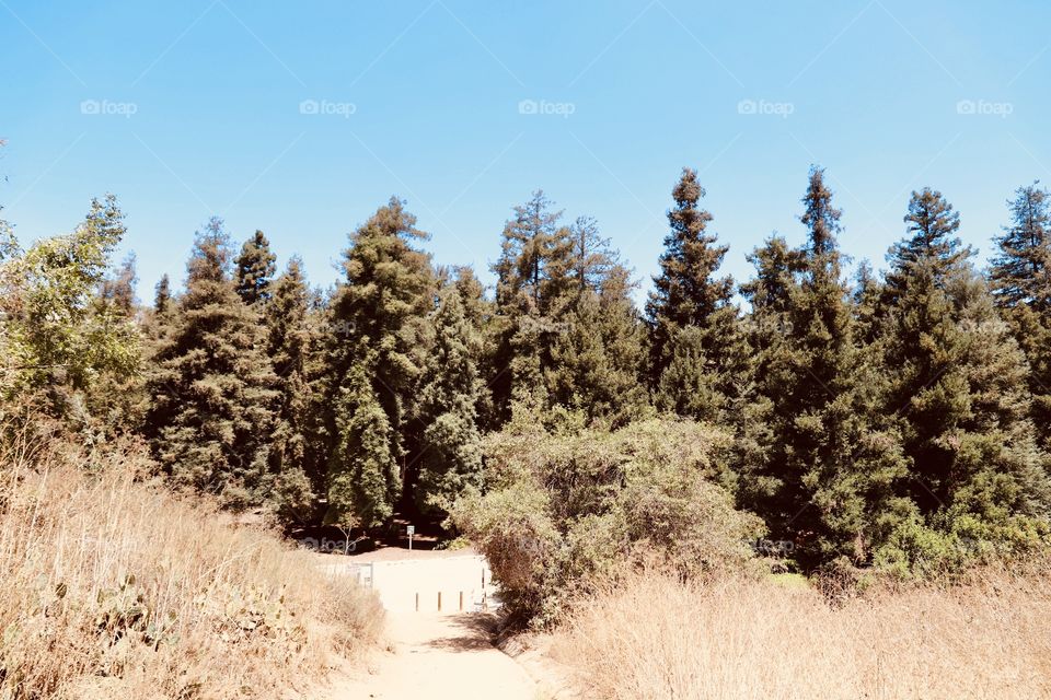 Coastal redwoods in the middle of inland Orange Country 