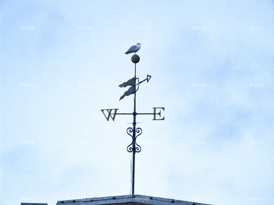 Bird waiting on a weather vane