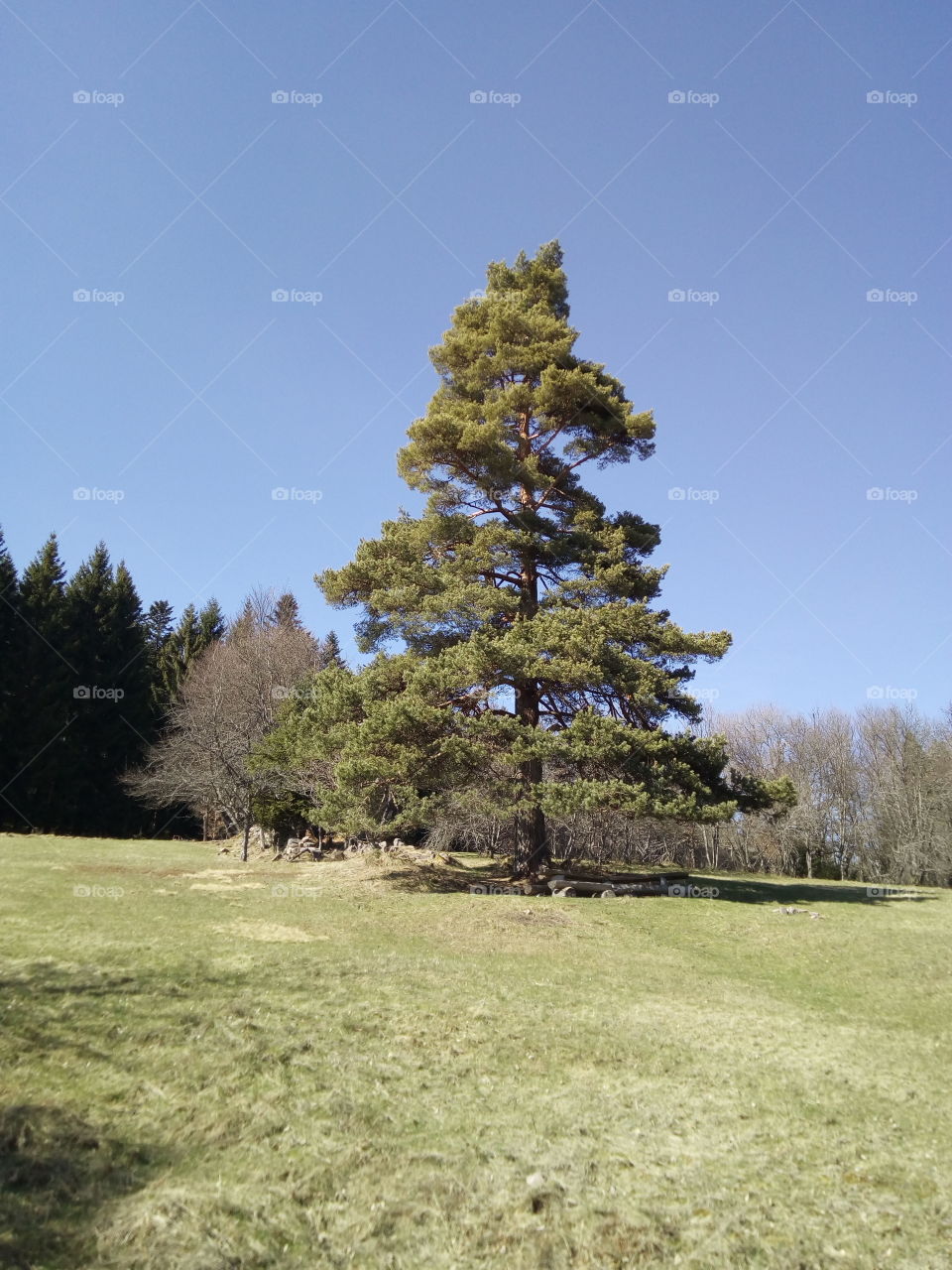 Lonely tree in a mountain meadow