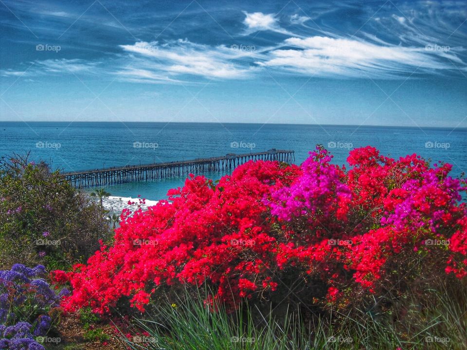 Wonderful California red flowers and fishing pier on the bay