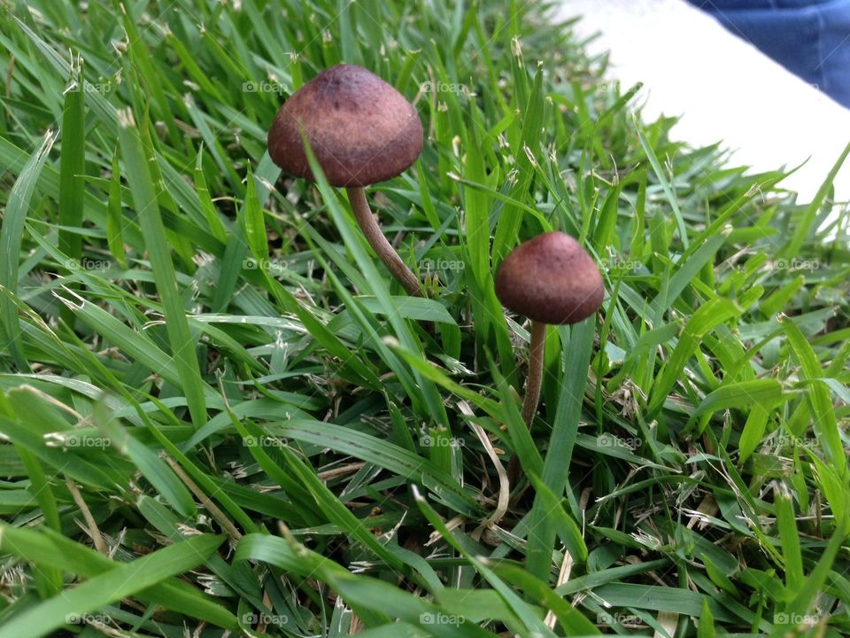 Street mushroom 