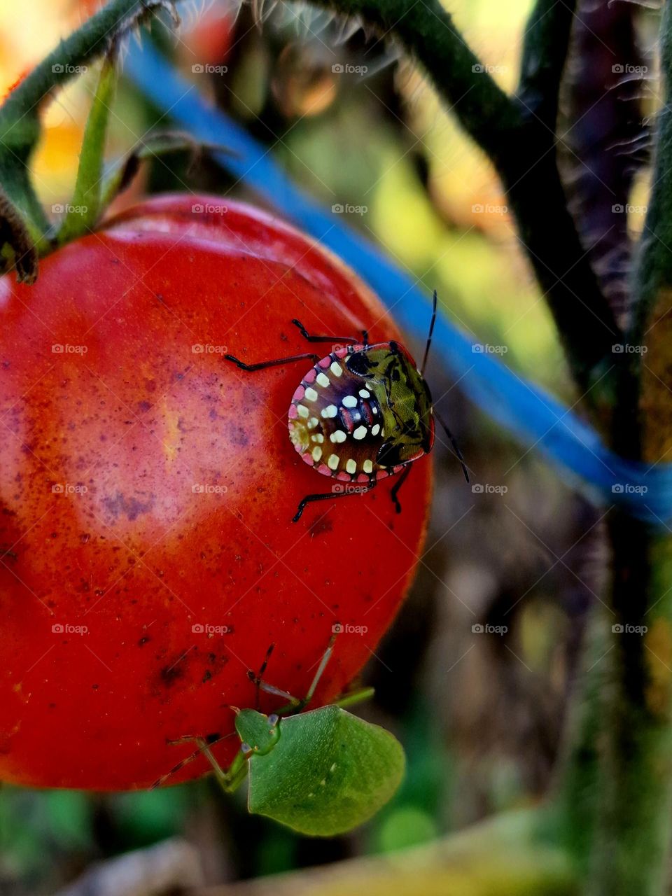 insects on tomato