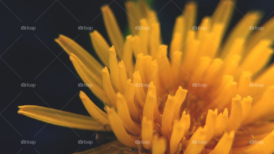 Yellow flower