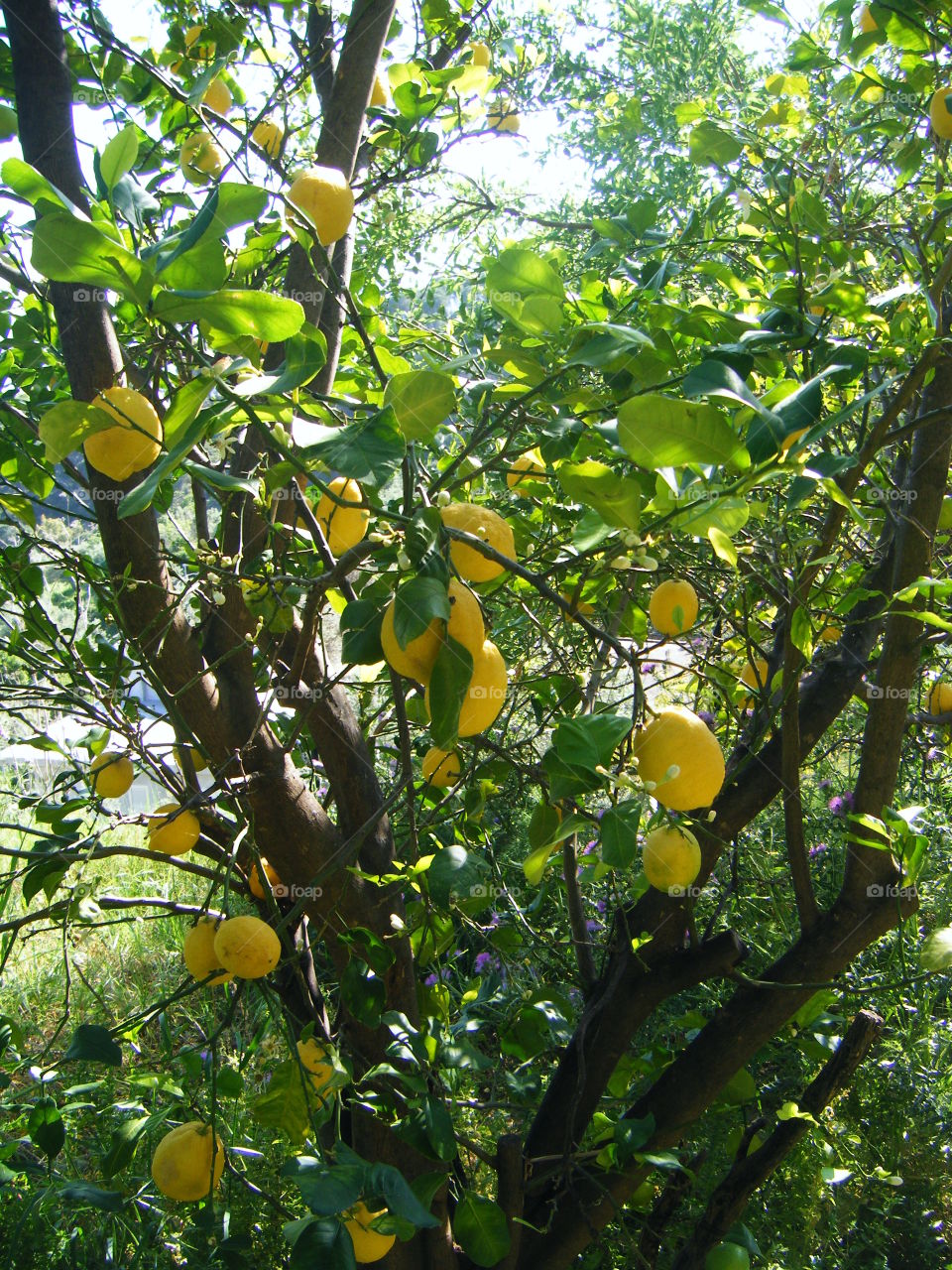 Lemon tree