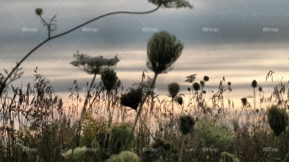 A Mid Summer's Day Dream