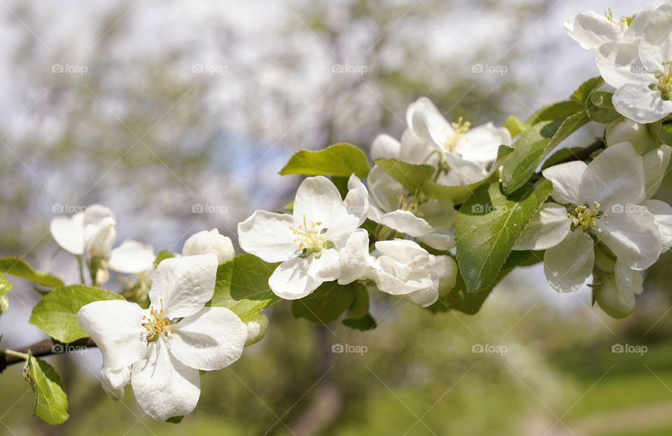 Apple blossom