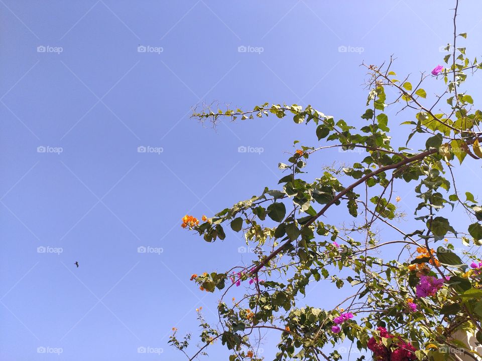 Bougainvillea enjoying warmth of winter sunshine