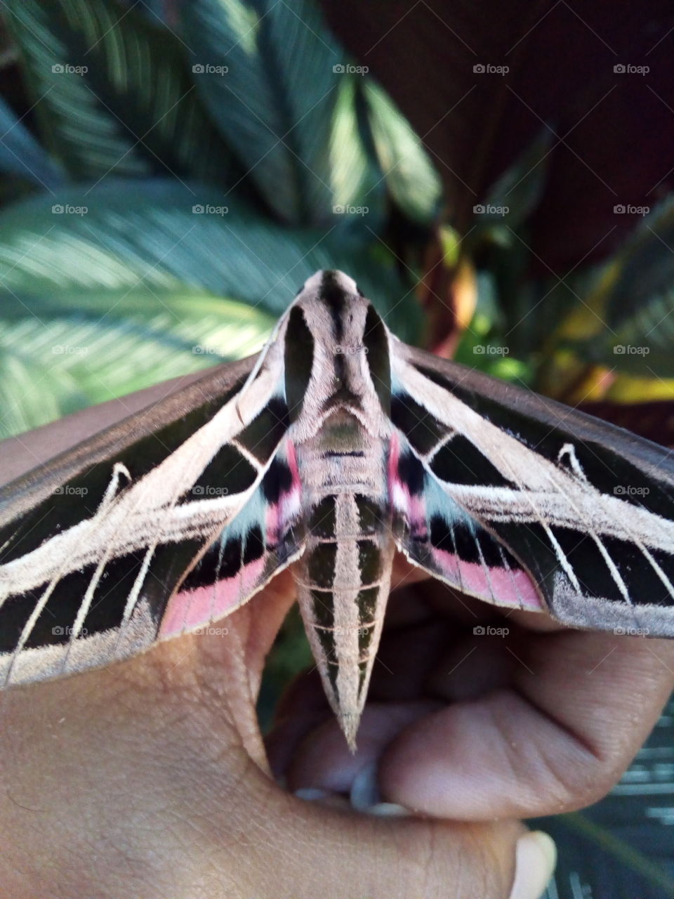 Banded Sphinx moth