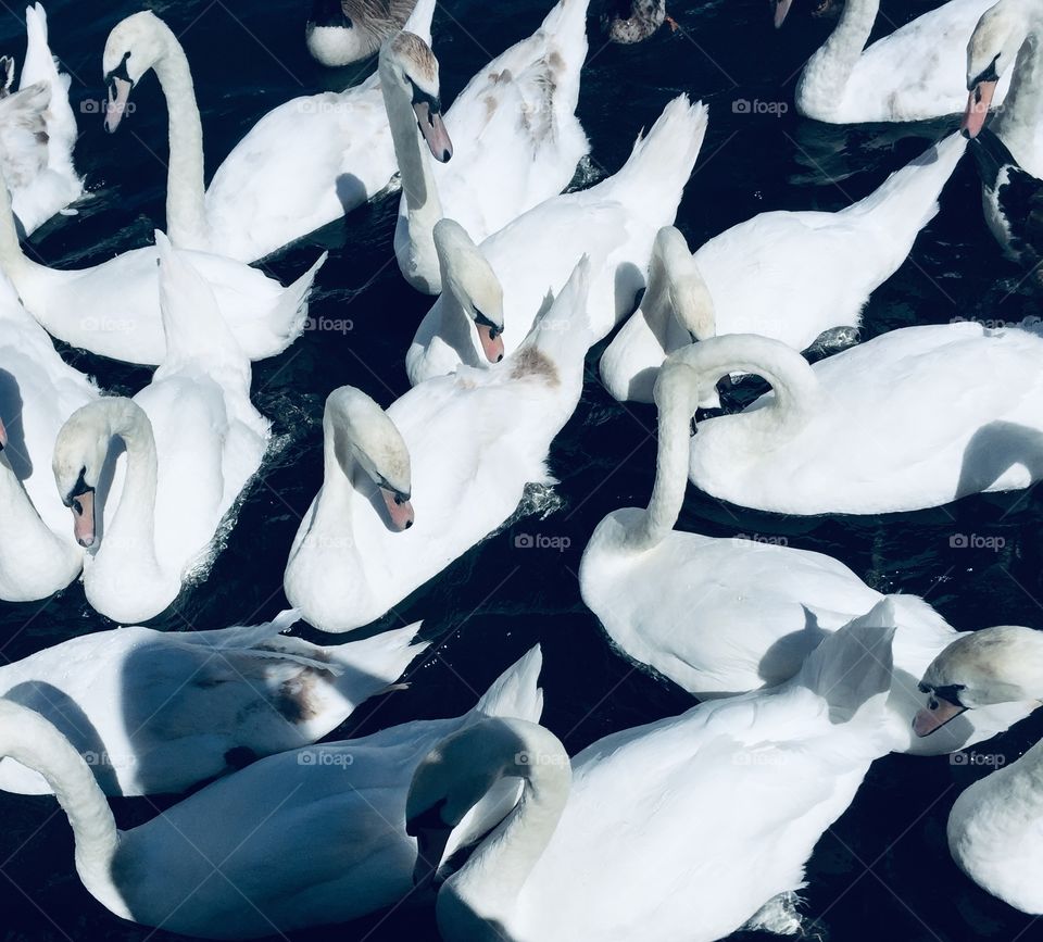 Swans