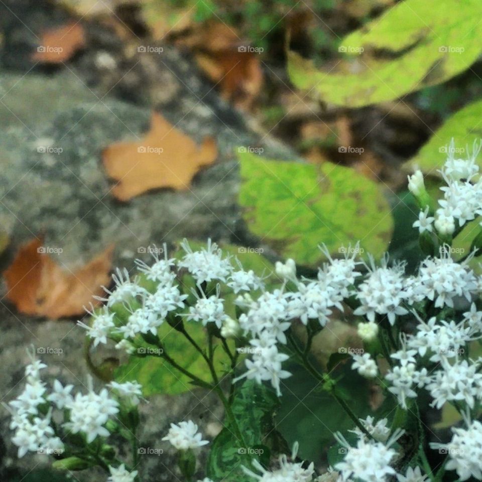 Wildflowers 