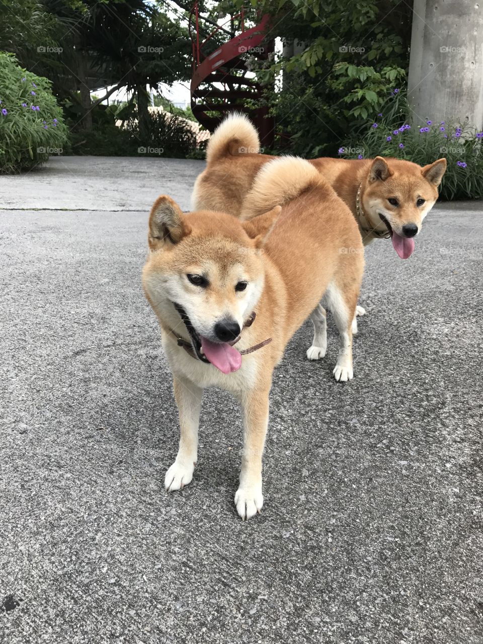 Shiba Dogs