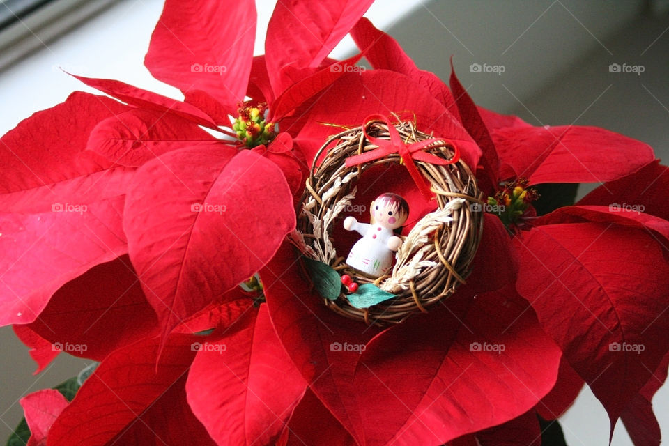 Christmas Angel and poinsettia 