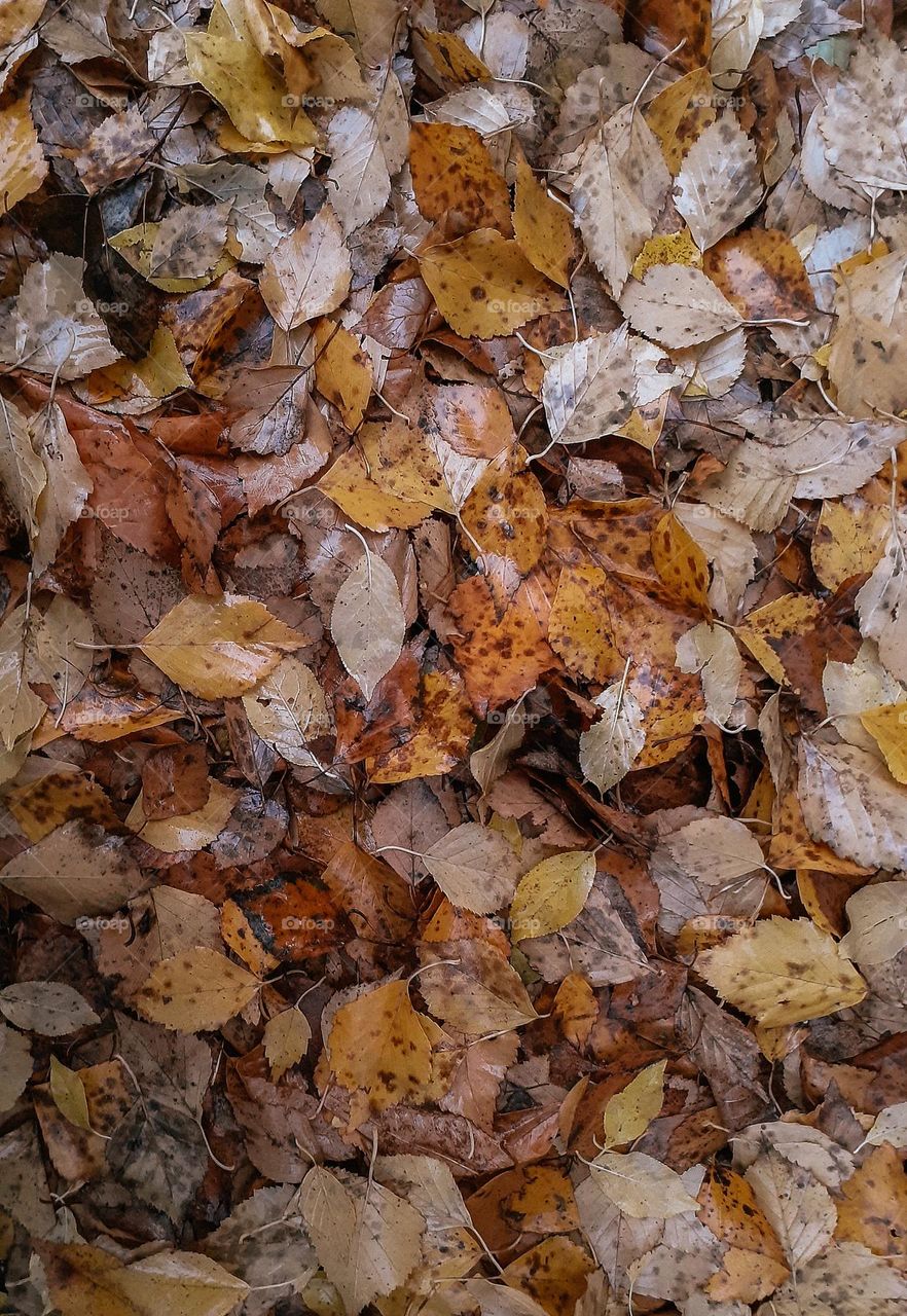 Autumn leaves after rain