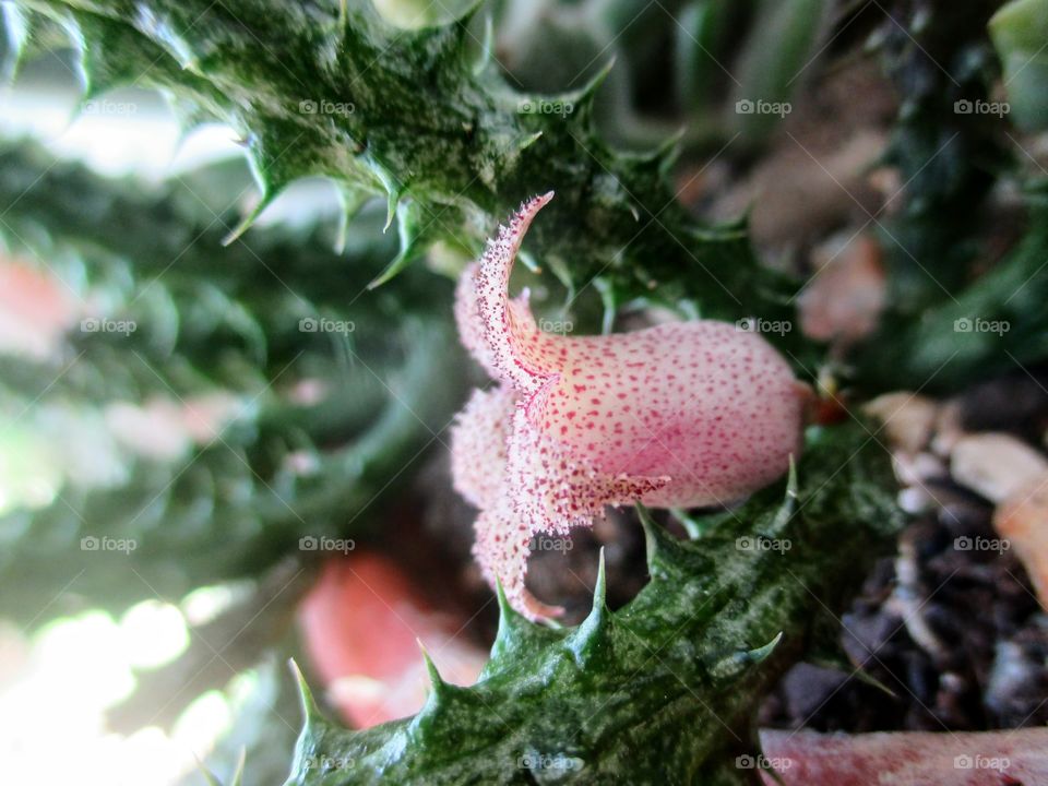 Stapelia Succulent