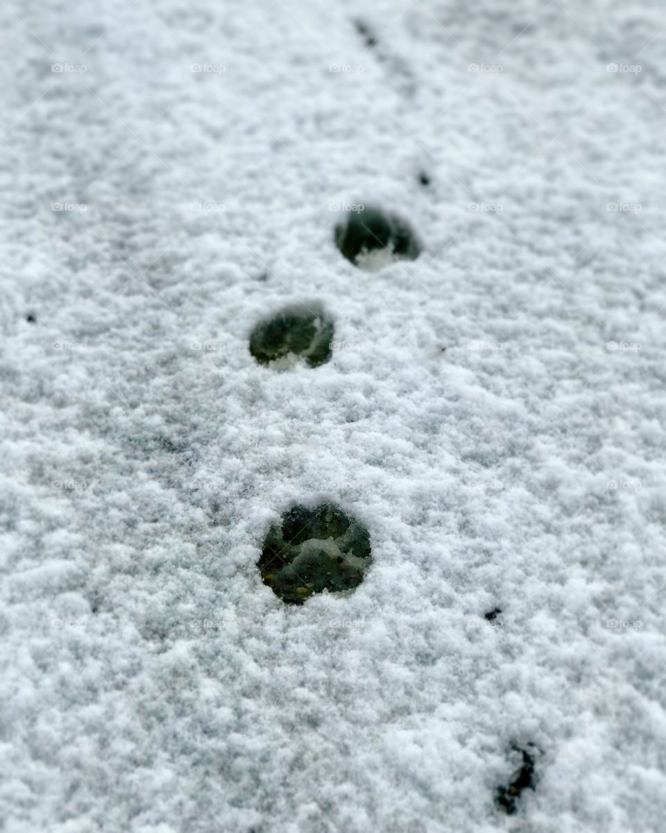 Puppy paw prints in the snow