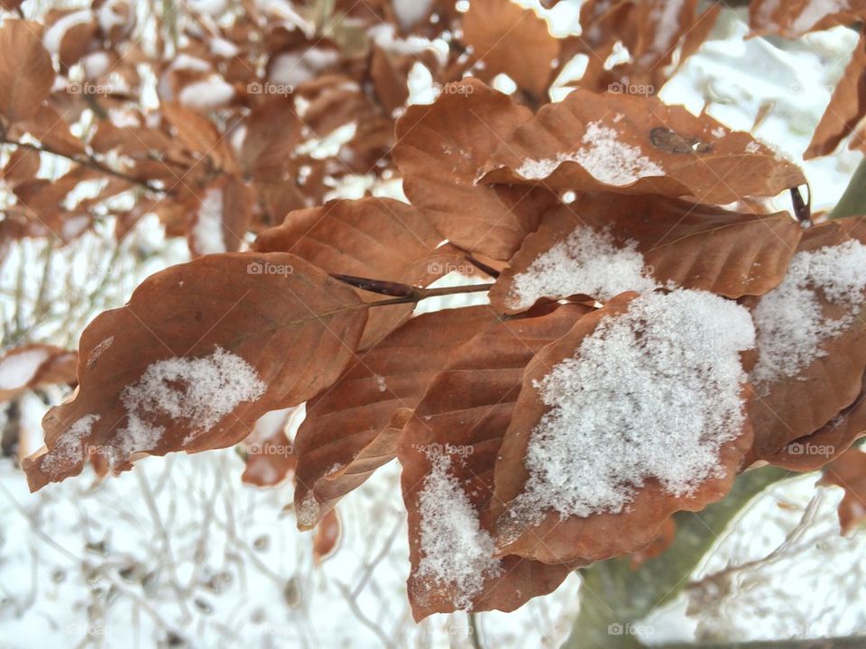 Snow On Leaves