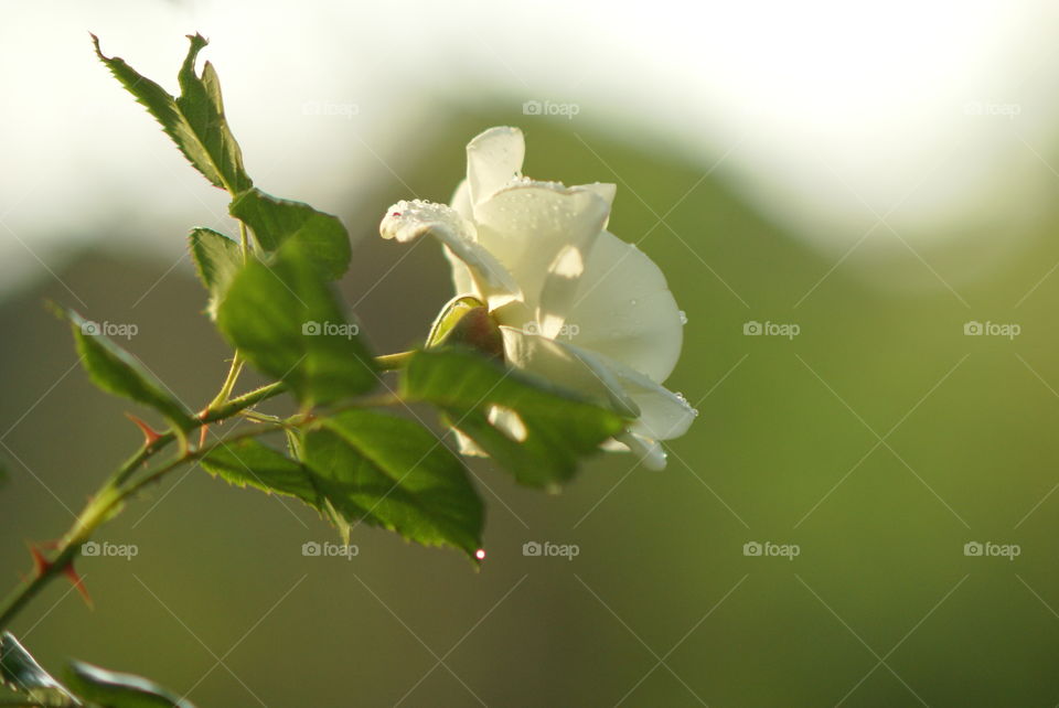white rose 🌹 in green