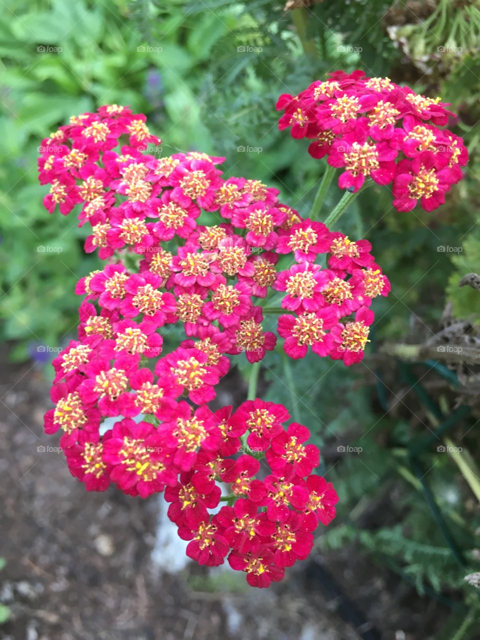 Pink clusters