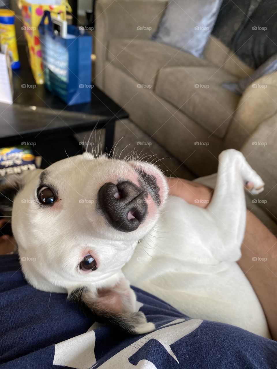 Adorable dog with head turned in goofy way. 