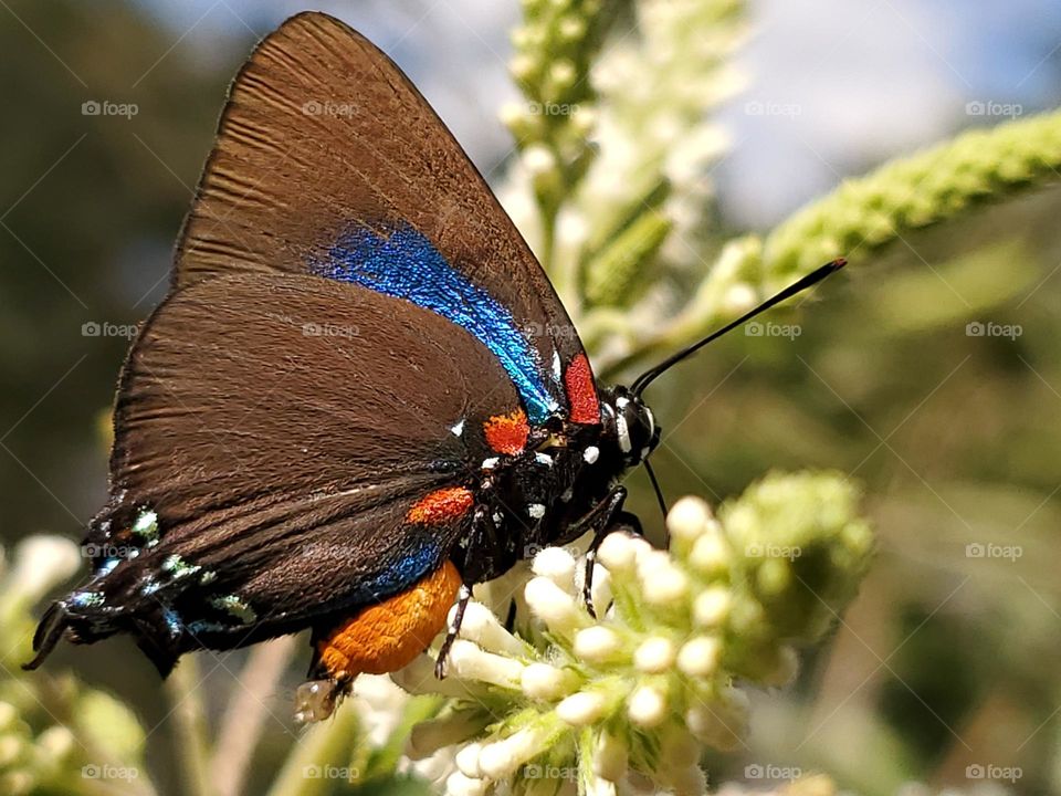 Closeup of the colorful butterfly known commonly as the purple hairstreak butterfly.