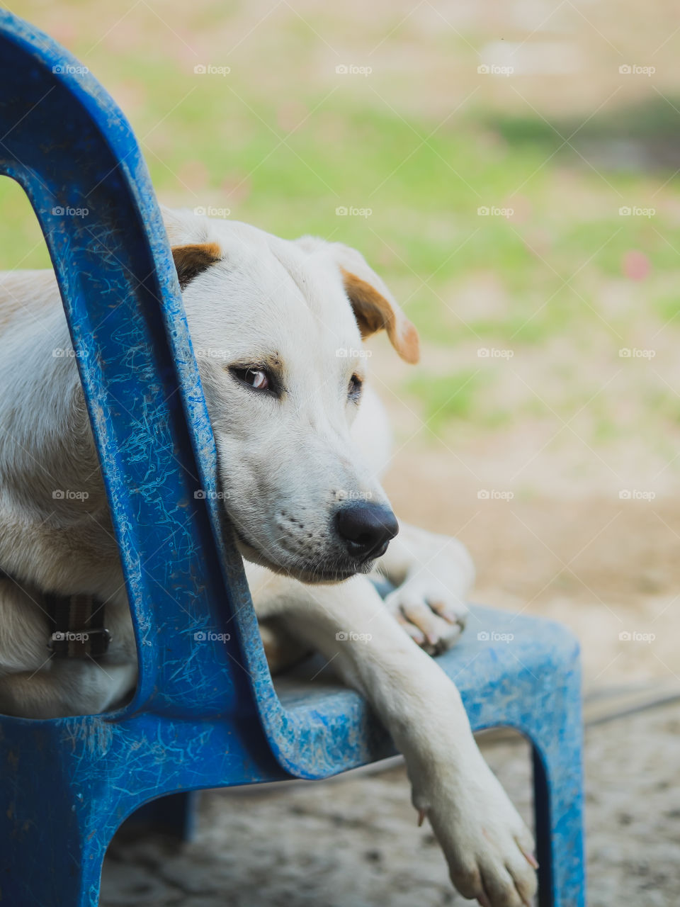 The dog sitting on the chair is looking