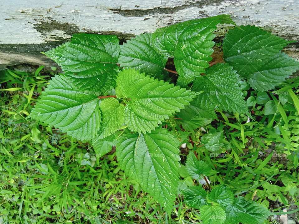 Green green everywhere in monsoon