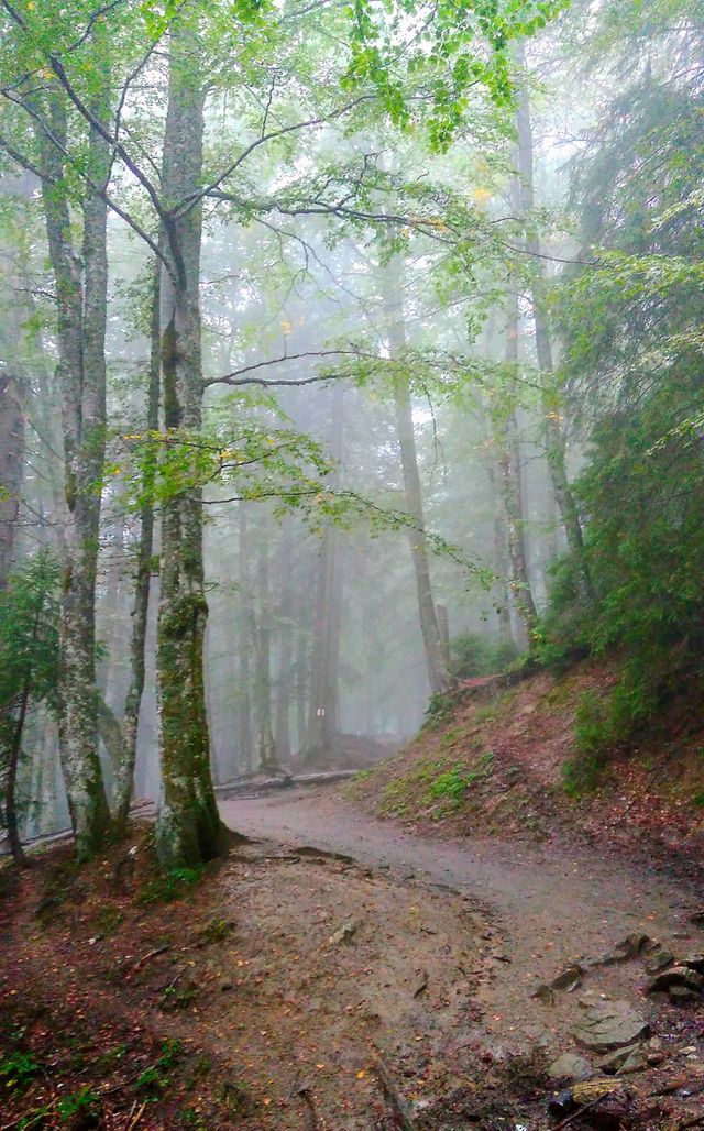 Forest
