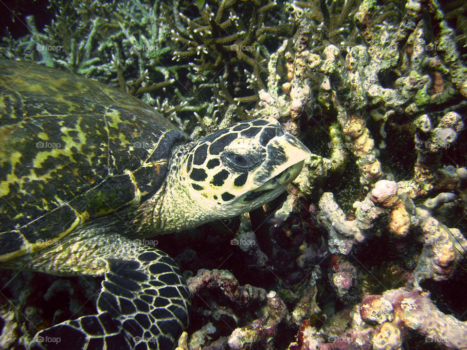 Scuba Diving with a Hawksbill Turtle in Malaysia - Tioman Island