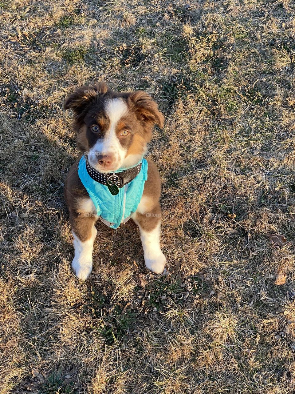 Australian mini Shepherd