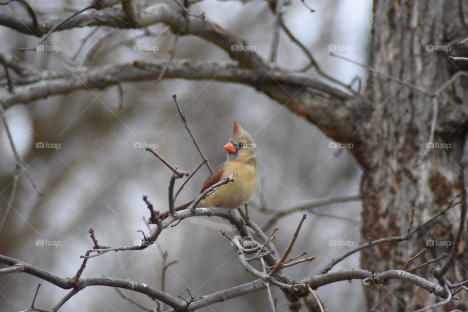 Iowa Cardinal in a tree 
