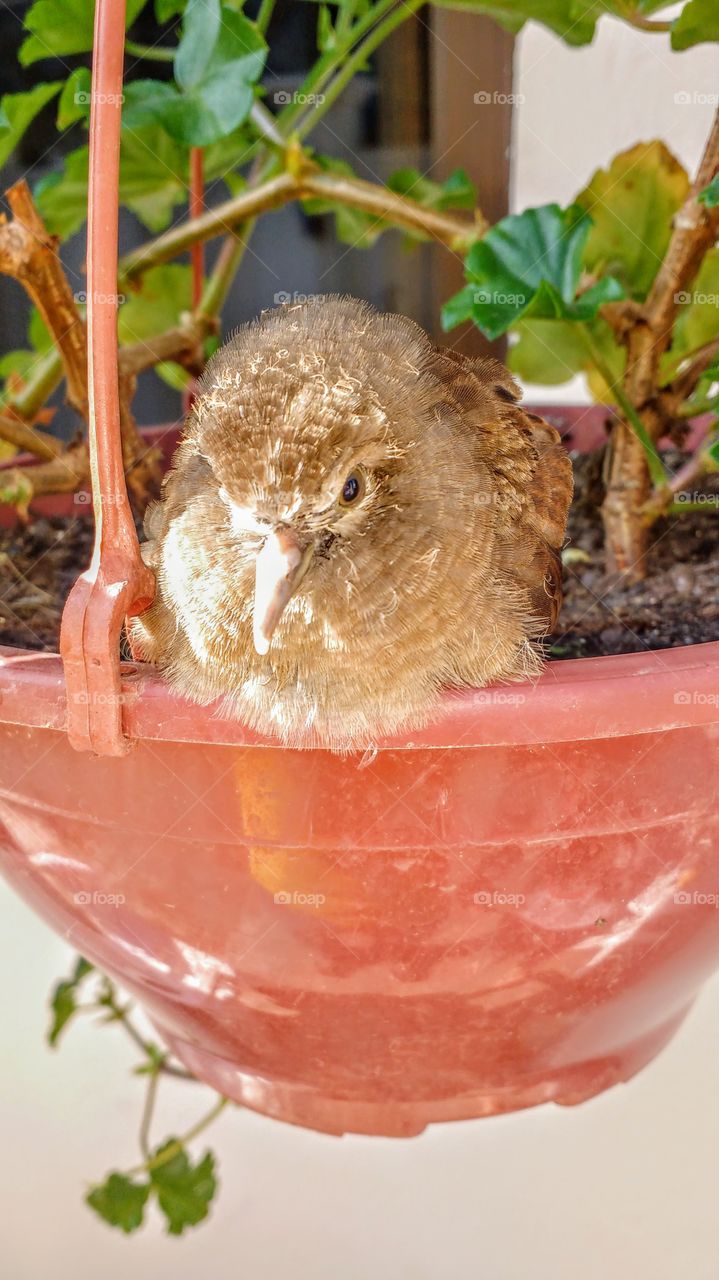 Passarinho que caiu do ninho, mas providenciamos um cantinho.