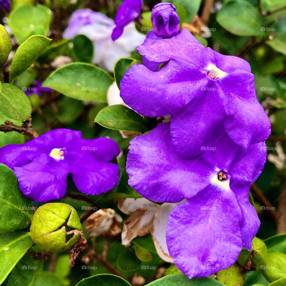 PURPLE COLOR - 🌹 🇺🇸 Very beautiful flowers to brighten our day.  Live nature and its beauty. Did you like the delicate petals? / 🇧🇷 Flores muito bonitas para alegrar nosso dia. Viva a natureza e sua beleza. Gostaram das pétalas delicadas? 