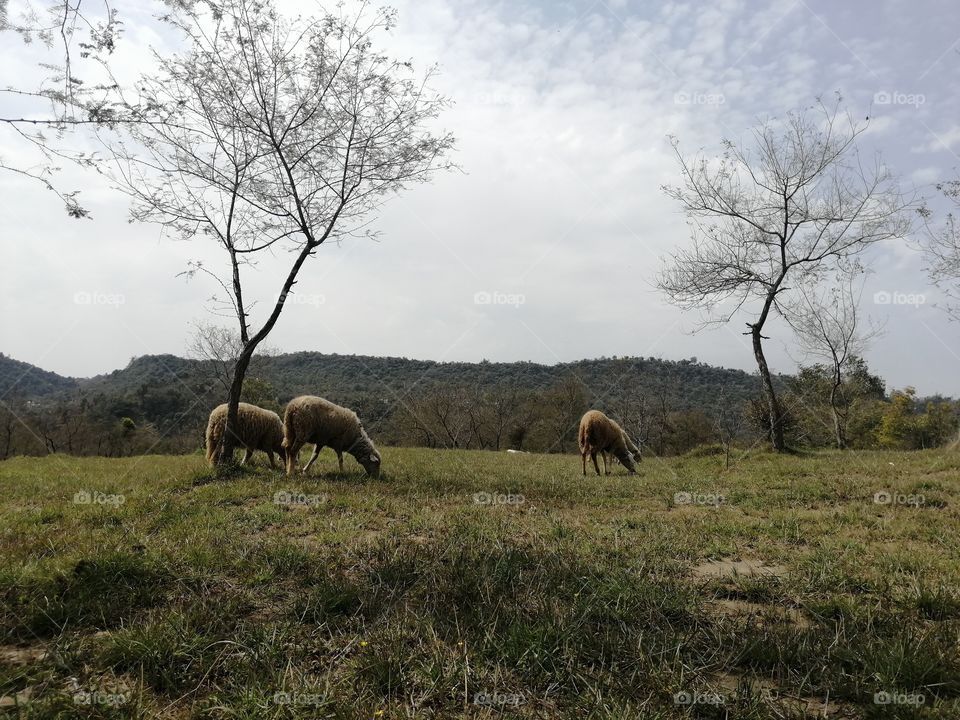 BEAUTIFUL SCENERY or view of Sheep grazing in open.