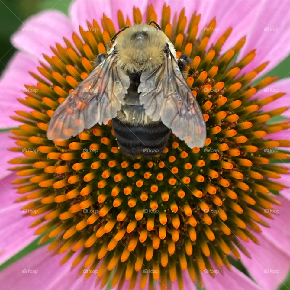 Echinacea bloom with bee
