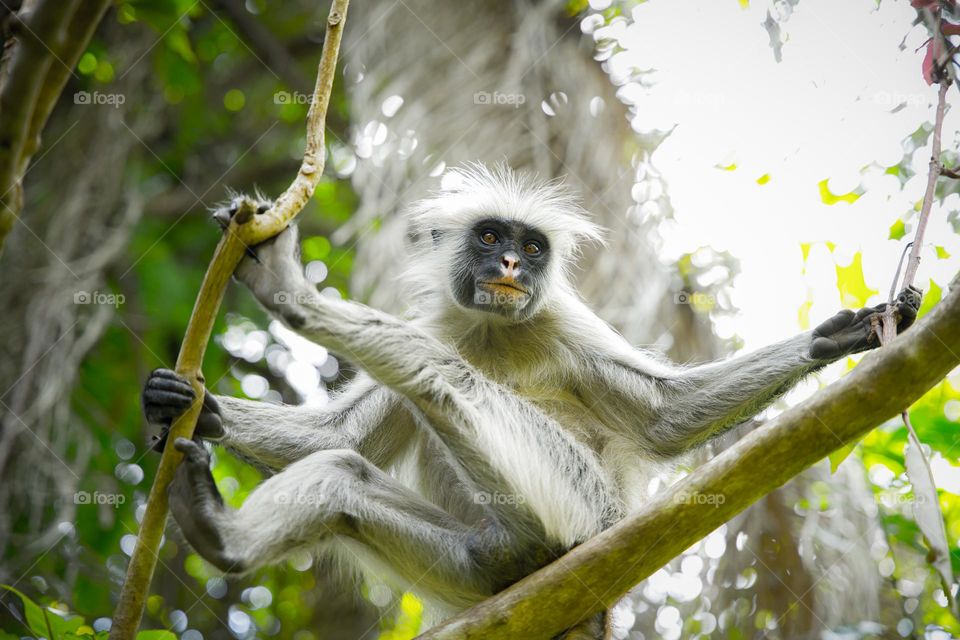 monkey on a tree