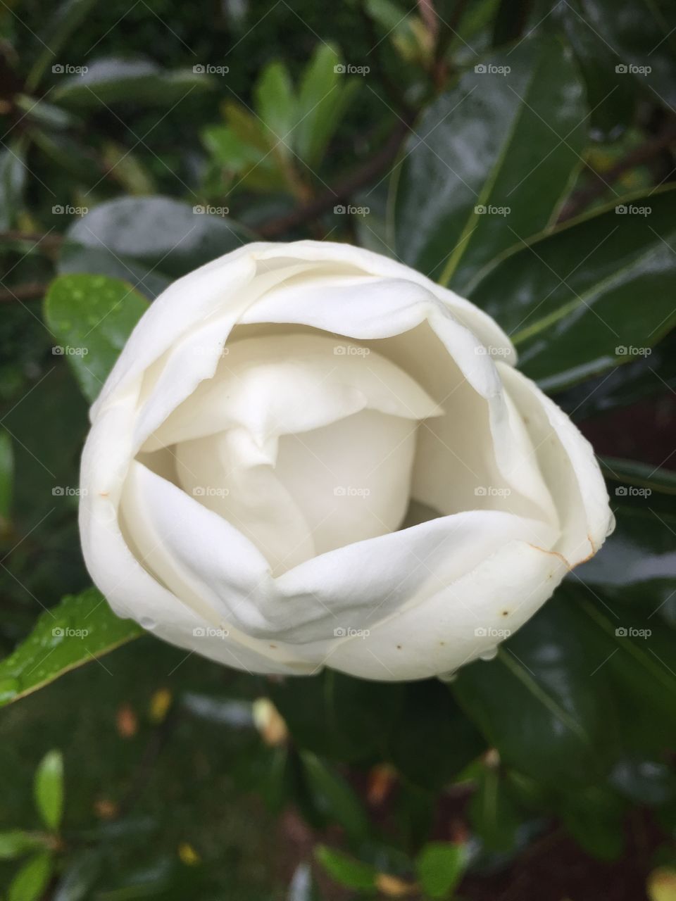 Magnolia tree flower blossom