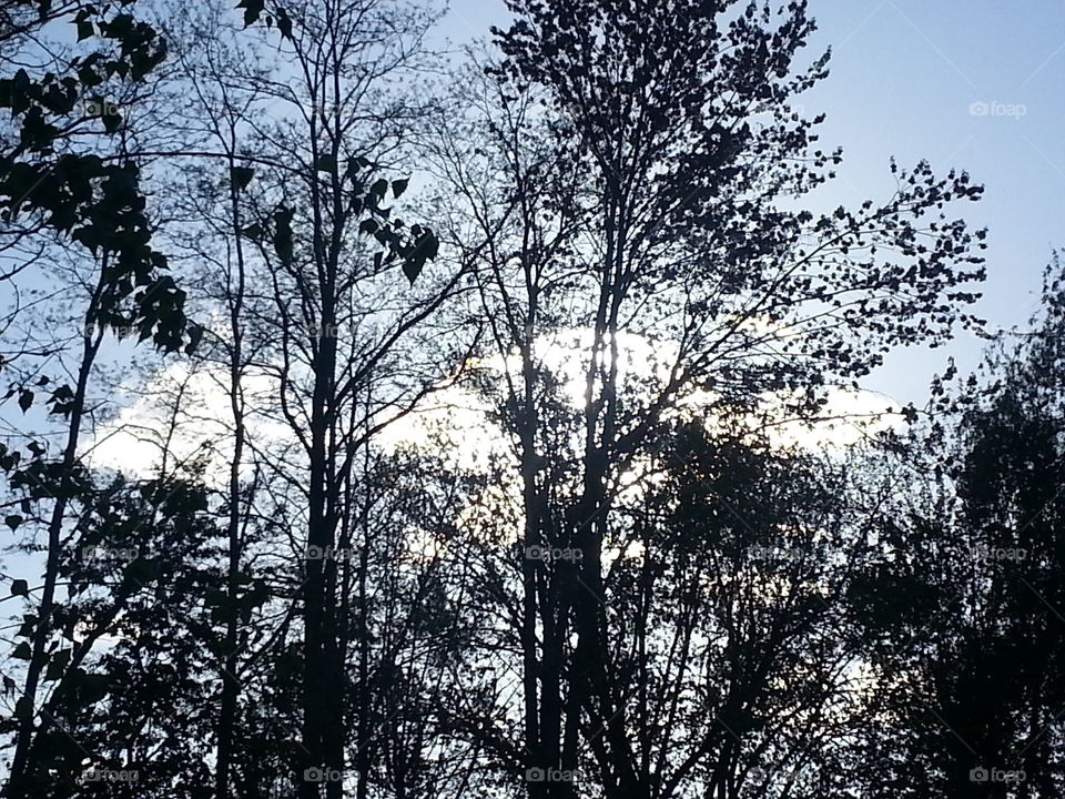 clouds and sky through the trees